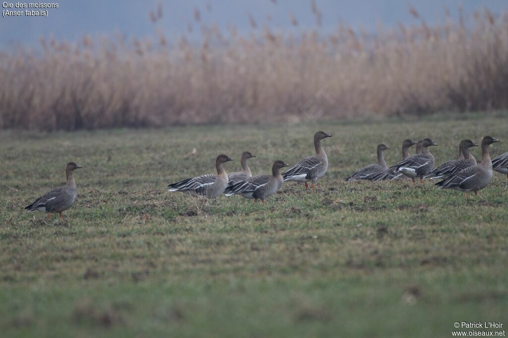 Taiga Bean Goose