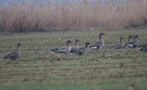 Taiga Bean Goose