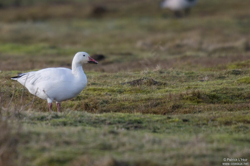 Snow Gooseadult post breeding