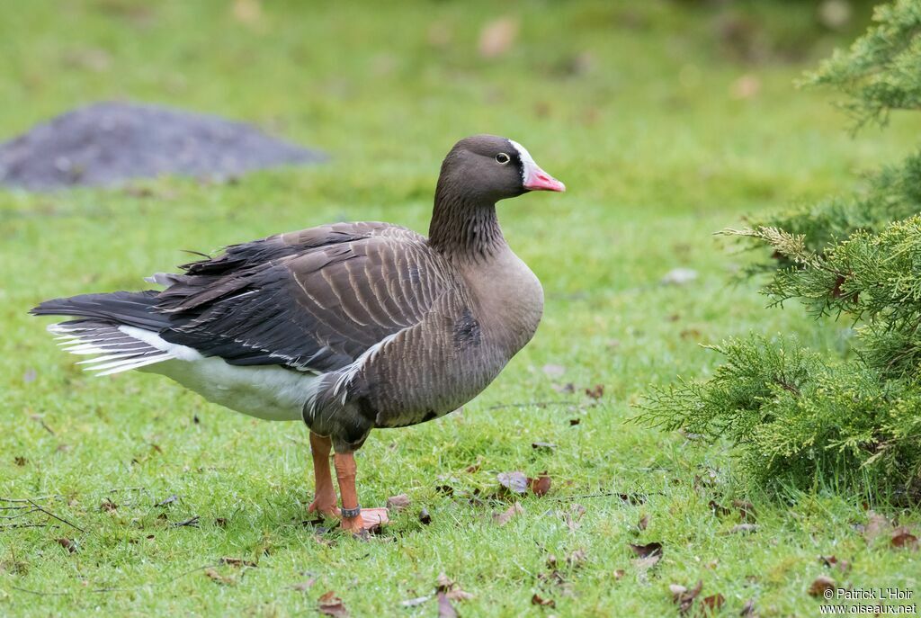 Lesser White-fronted Goose