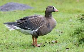 Lesser White-fronted Goose