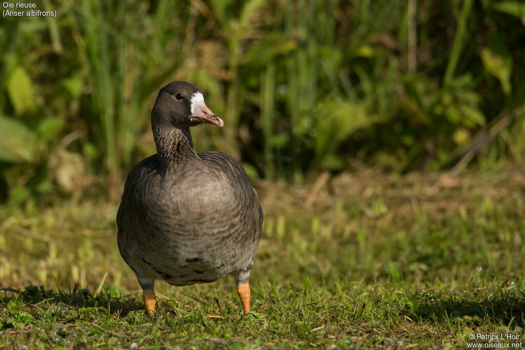 Greater White-fronted Goose