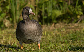 Greater White-fronted Goose