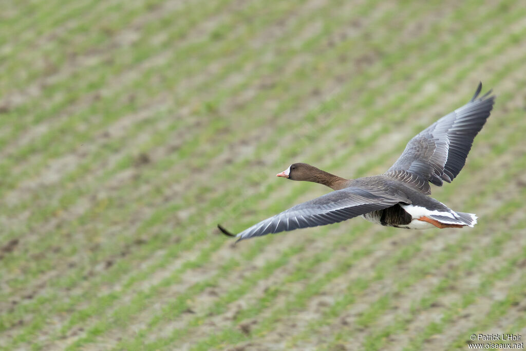 Greater White-fronted Goose