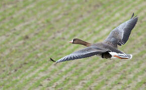 Greater White-fronted Goose