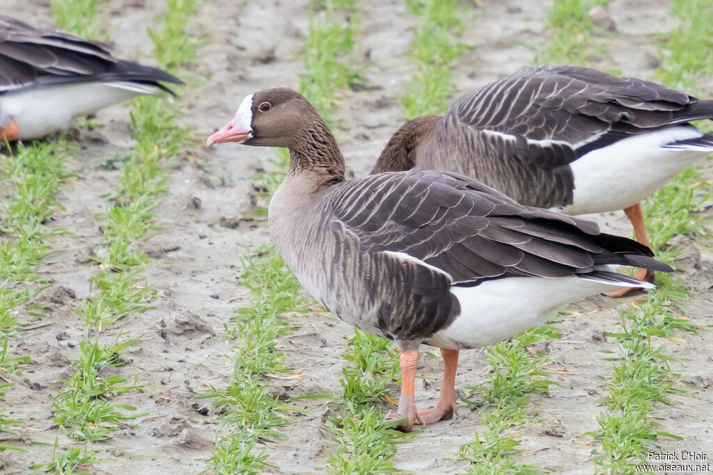 Greater White-fronted Gooseadult, identification