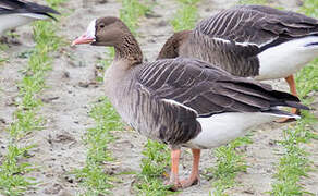 Greater White-fronted Goose