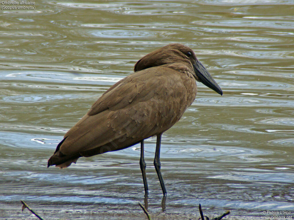 Hamerkop