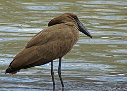 Hamerkop