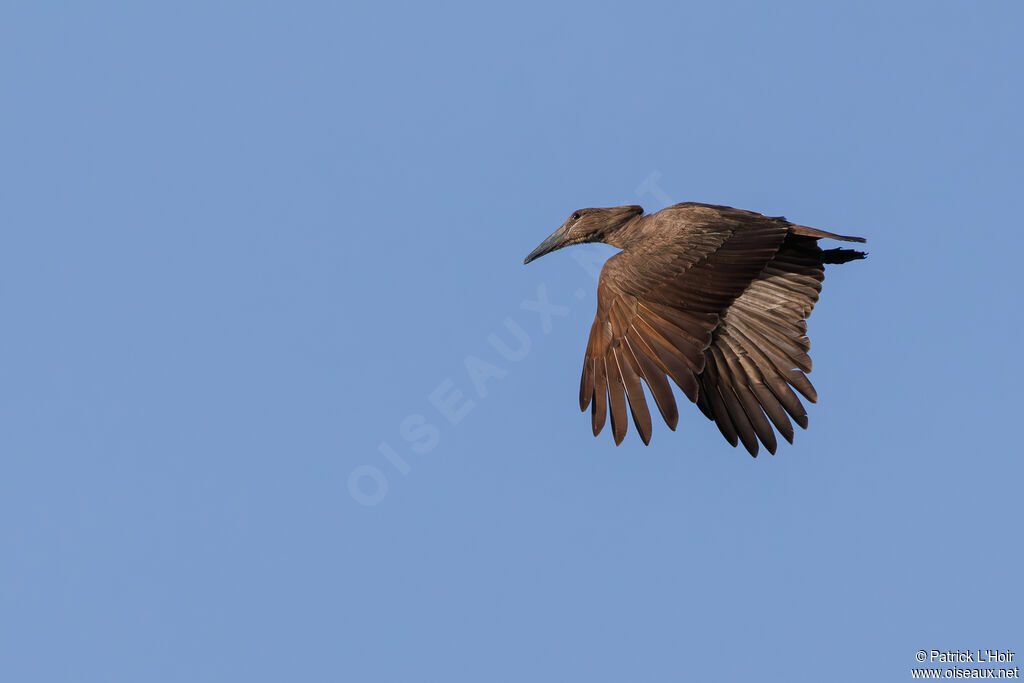 Hamerkop