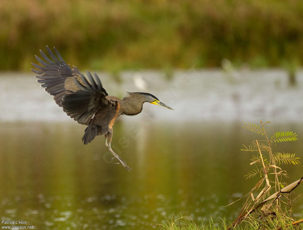 Bare-throated Tiger Heronadult, Flight