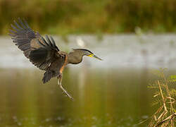 Bare-throated Tiger Heron