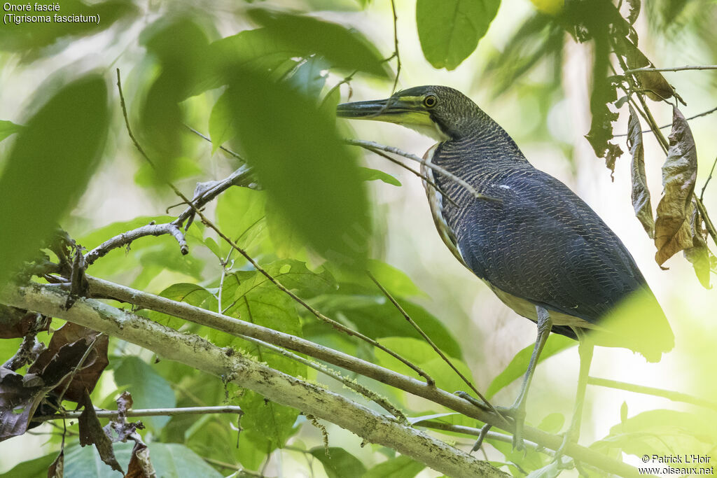 Fasciated Tiger Heron