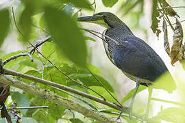 Fasciated Tiger Heron