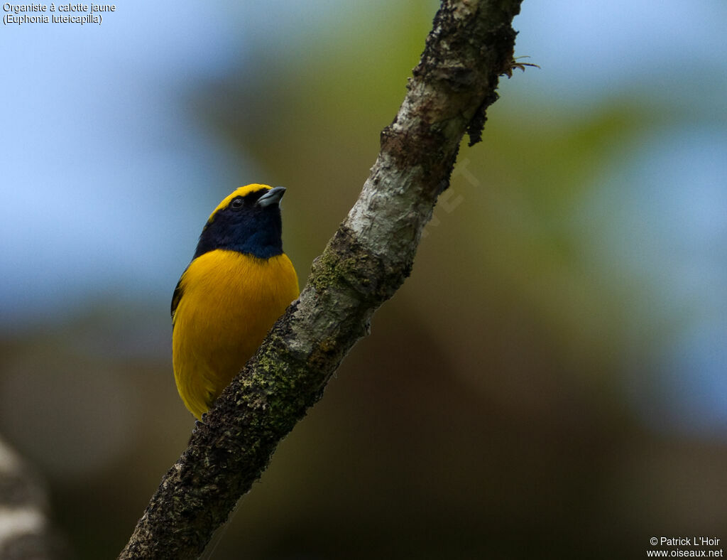 Yellow-crowned Euphonia male adult