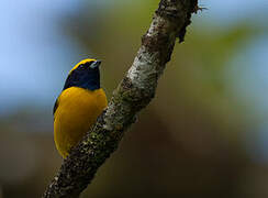 Yellow-crowned Euphonia