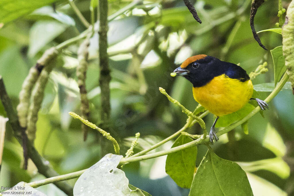 Tawny-capped Euphonia male adult, close-up portrait, feeding habits