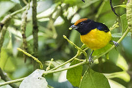 Tawny-capped Euphonia