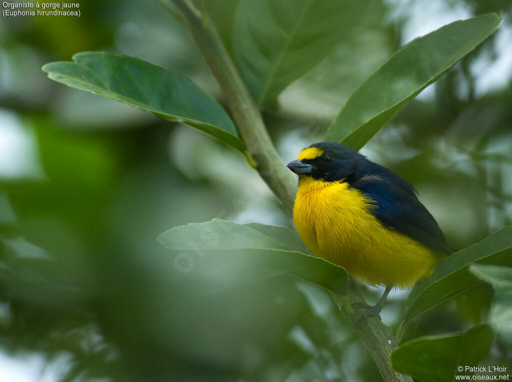 Yellow-throated Euphonia male adult