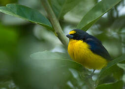 Yellow-throated Euphonia