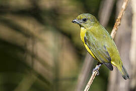 Yellow-throated Euphonia