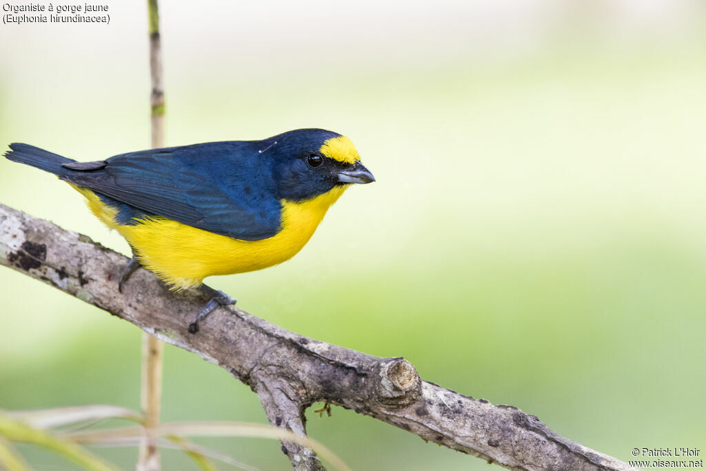 Yellow-throated Euphonia male adult