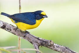 Yellow-throated Euphonia