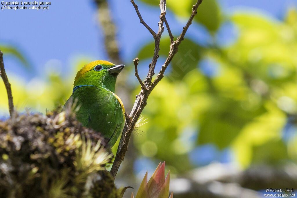 Golden-browed Chlorophonia