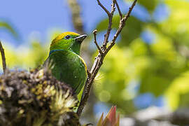 Golden-browed Chlorophonia