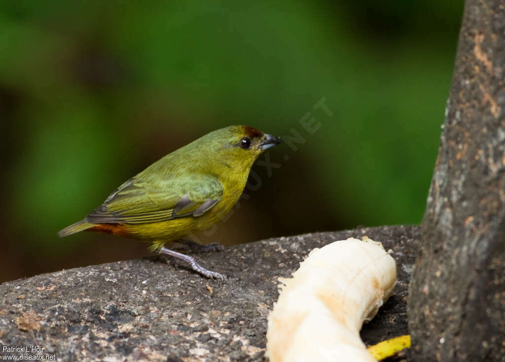 Olive-backed Euphonia female adult, identification