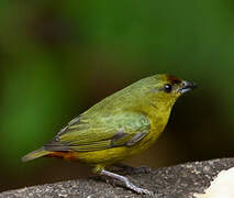 Olive-backed Euphonia