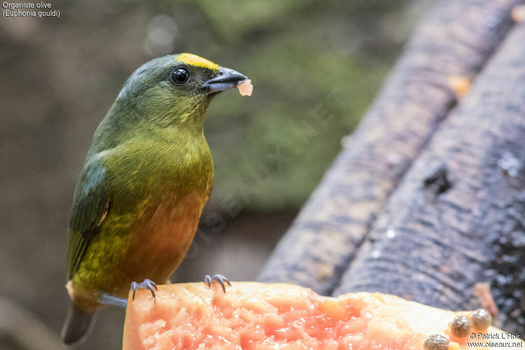 Olive-backed Euphonia male adult