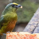 Organiste olive