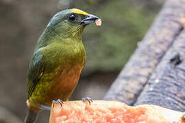 Olive-backed Euphonia