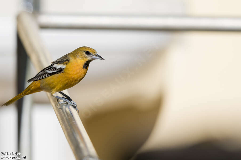 Oriole à ailes blanches mâle juvénile, identification