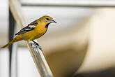 Oriole à ailes blanches