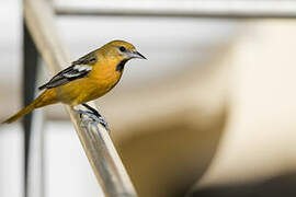 Bullock's Oriole