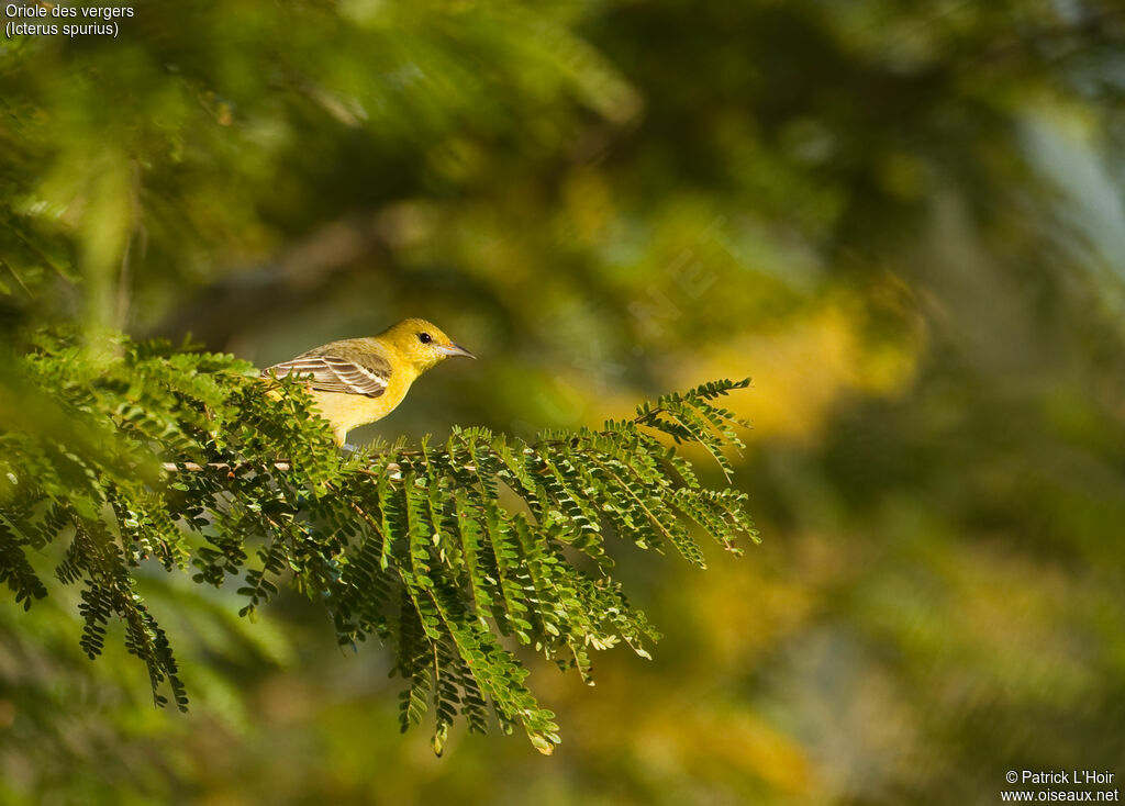 Oriole des vergers femelle adulte