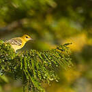 Oriole des vergers