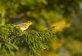 Oriole des vergers