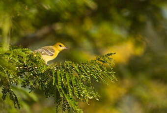 Oriole des vergers