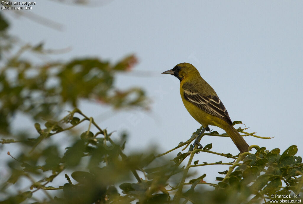 Oriole des vergers mâle juvénile