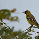 Oriole des vergers