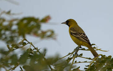 Oriole des vergers