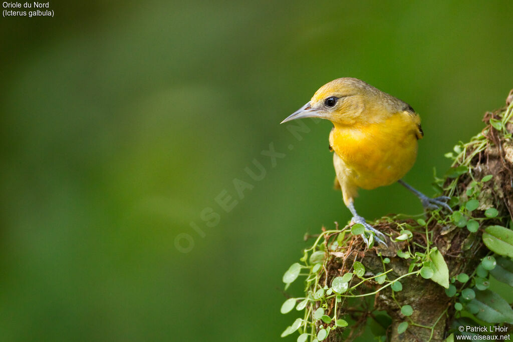 Baltimore Oriole female adult post breeding