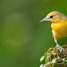 Oriole du Nord