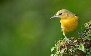 Baltimore Oriole