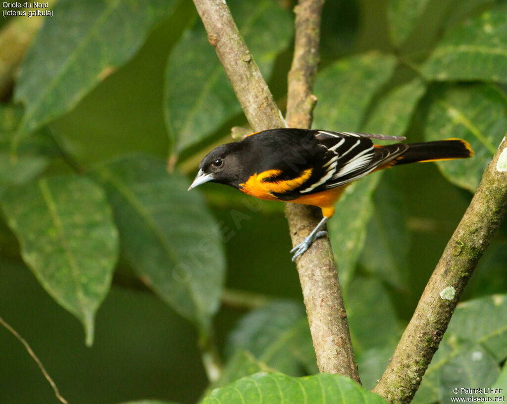 Baltimore Oriole male adult