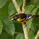 Oriole du Nord