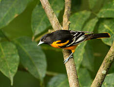 Baltimore Oriole